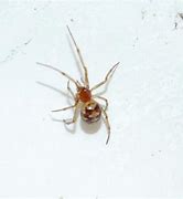 Image result for South Texas Spiders
