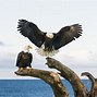 Image result for Bird Catching Fish Pelican