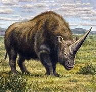 Image result for Woolly Rhino Unicorn