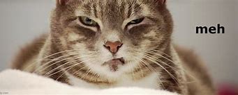 Image result for meh cats meme