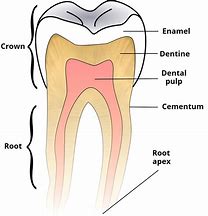 Image result for Human Tooth Anatomy Diagram