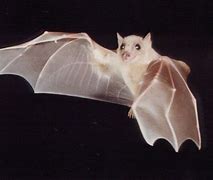 Image result for Baby Albino Bat Real