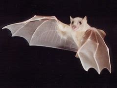 Image result for White Albino Bat