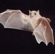 Image result for Albino Bat Real