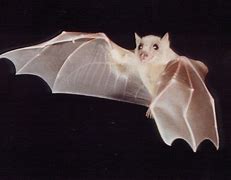 Image result for Albino Bat Monster