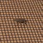 Image result for Window Bug Screen
