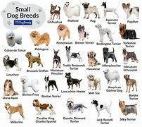 Image result for Small Size Dog Breeds