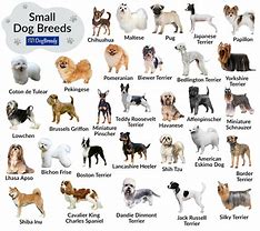 Image result for All Types of Small Dog Breeds