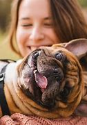 Image result for Most Popular Small Dog Breeds