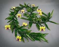 Image result for Ti Leaf Lei