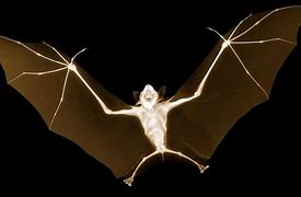 Image result for Floating Bat Eyes