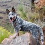 Image result for Zoo Farm Dog