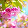 Image result for Spring Wallpaper with Green and Blue Flowers