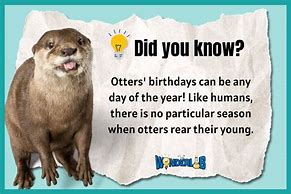 Image result for Otter Printable Facts