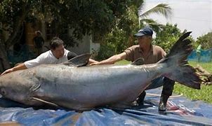 Image result for World's Biggest Freshwater Fish