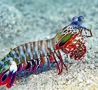 Image result for Living Shrimp