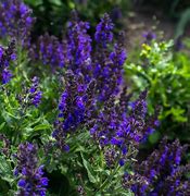 Image result for Salvia nemorosa Negrito