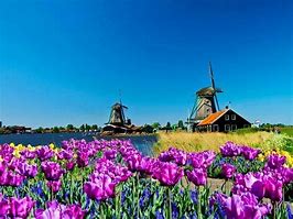 Image result for Best Windmills in Netherlands