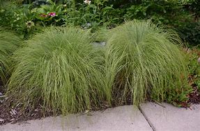 Image result for Carex morrowii