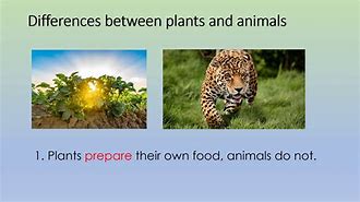 Image result for Similarities and Differences Animals