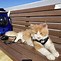 Image result for Jackson Galaxy Cat Carrier