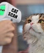 Image result for Cat Scam Meme