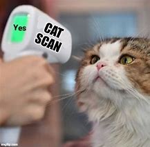 Image result for Cat Scan Meme