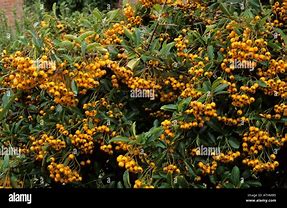 Pyracantha Soleil dOr-साठीचा प्रतिमा निकाल