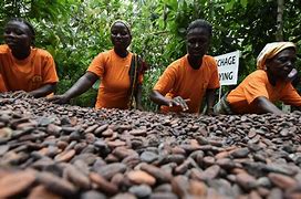 Image result for Cocoa Farmers