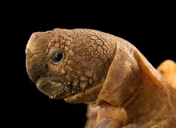 Image result for Homopus areolatus