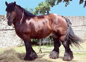 Image result for Heavy Draft Horse Breeds