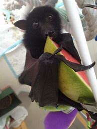 Image result for Funny Bat Pictures