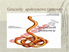 Image result for gruczoły_potowe
