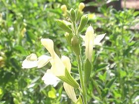 Image result for Salvia greggii SUNCREST Lemon Light