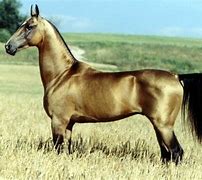 Image result for Horse Breeds From around the World
