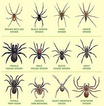 Image result for 6 Spiders