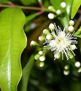 Image result for Aniseed Myrtle