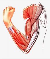 Image result for Bones and Muscles Cartoon