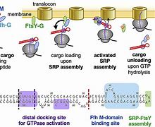 Image result for SRP RNA