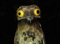 Image result for Frogmouth Face Meme