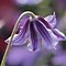 Image result for Clematis Arabella