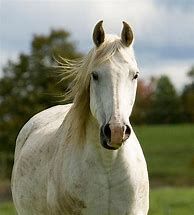 Image result for Horse Face Front View