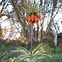 Fritillaria imperialis Aureomarginata に対する画像結果