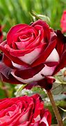 Image result for Beautiful Red Roses