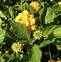 Image result for LANTANA TWEED