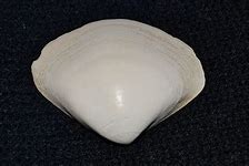 Image result for Arctic Surf Clam