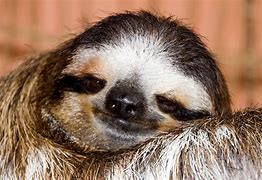 Image result for Sloth Arms