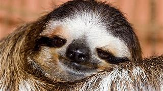 Image result for Cute Pics of Sloths