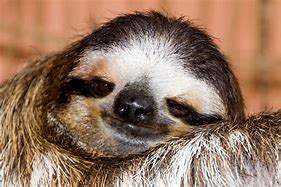 Image result for Crazy Sloth Pics