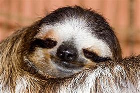 Image result for Real Sloth
